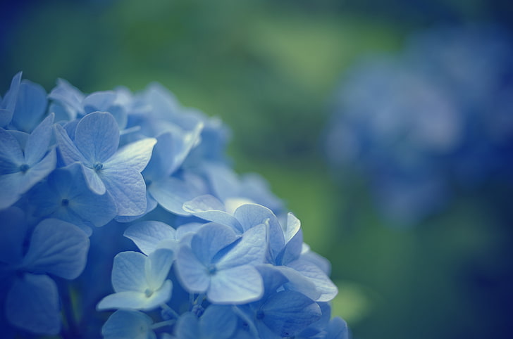blue hydrangea flowers, macro, background, widescreen, Wallpaper