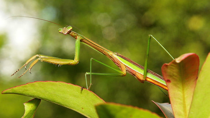 Insects Mantis Mante Religieuse Nature Macro Closeup Zoom HD Desktop