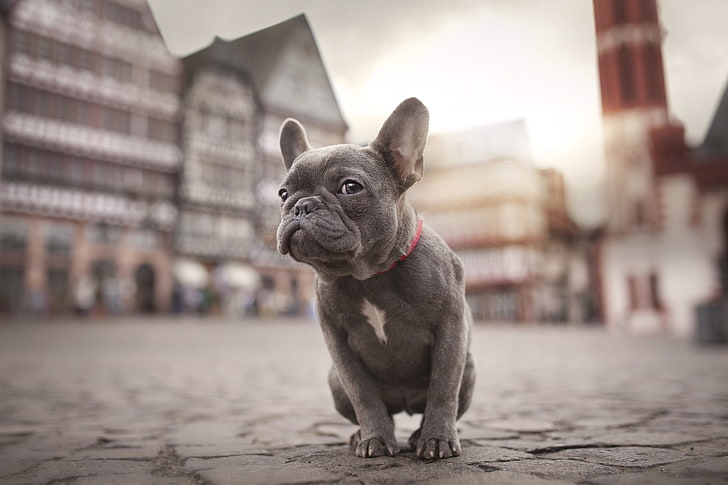 short-coated gray puppy, the city, dog, bulldog, pets, animal, HD wallpaper
