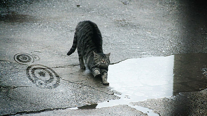 Cat Waking Up, water, outside, asphalt, animal, animals