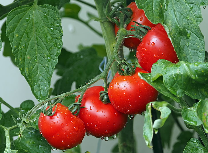 red tomatoes, branch, drops, harvest, fruit, food and drink, healthy eating