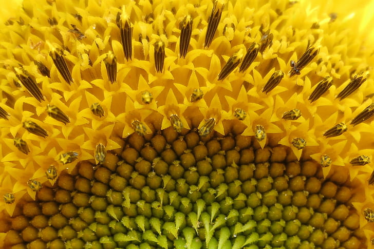 close up of yellow petaled flower, sunflower, ant, sunflower, ant