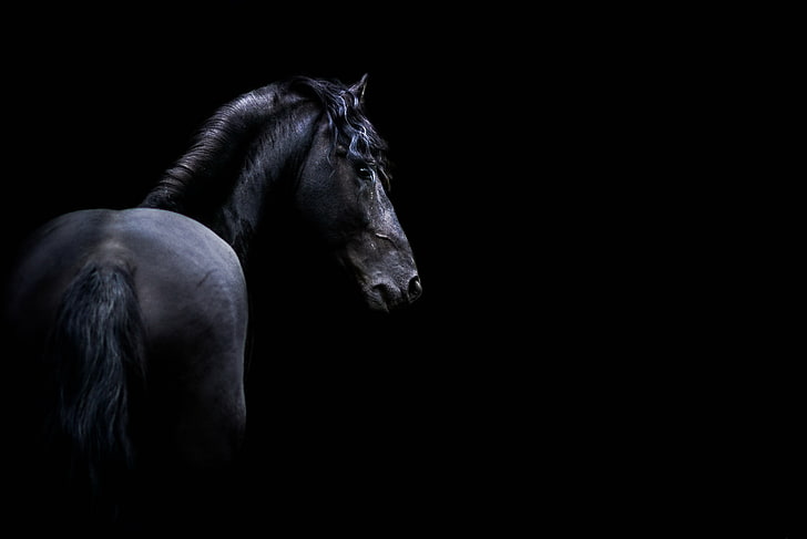 black horse, dark, animals, mammal, animal themes, black background, HD wallpaper