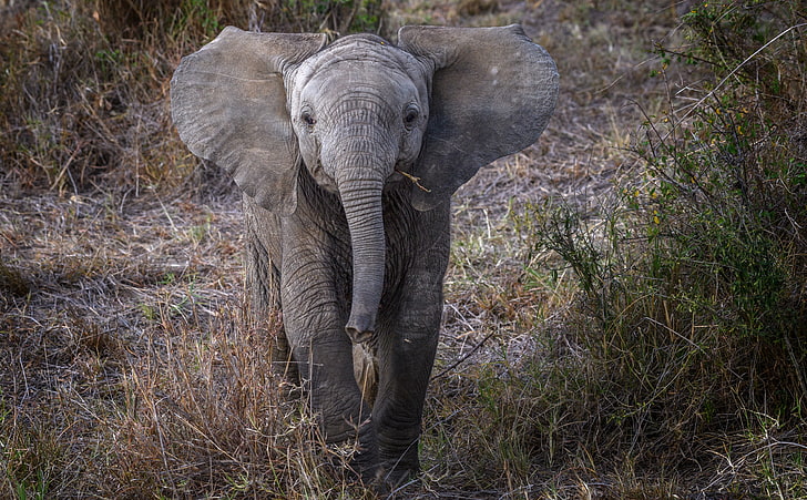 Baby African Elephant, Animals, Wild, View, Travel, Protect, Nature