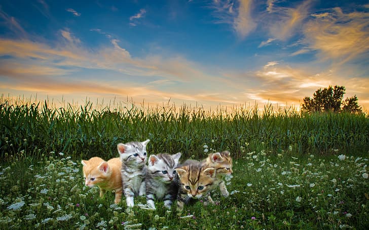 field, kids, cats, meow, blue sky, Pets, высока трава