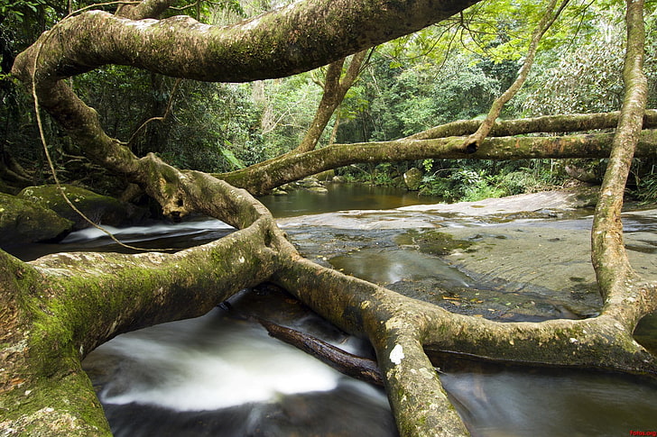 nature, creeks, moss, wilderness, tree trunk, water, plant