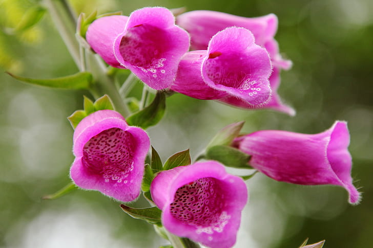 photograph of pink petal flower, Hairy, Fox, gloves, flower  flower, HD wallpaper