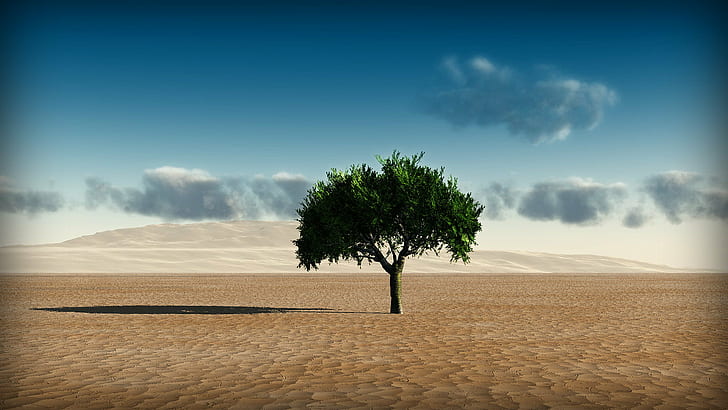 green tree in the middle of desert, Background, to Use, nature, HD wallpaper