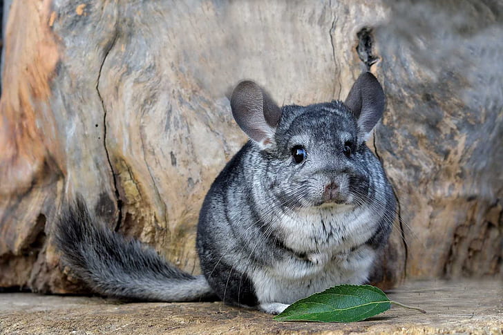 Chinchilla Pictures  Download Free Images on Unsplash