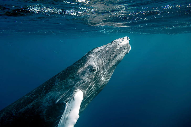 gray whale under body of water, Favorite, Photographs, best, christopher michel, HD wallpaper