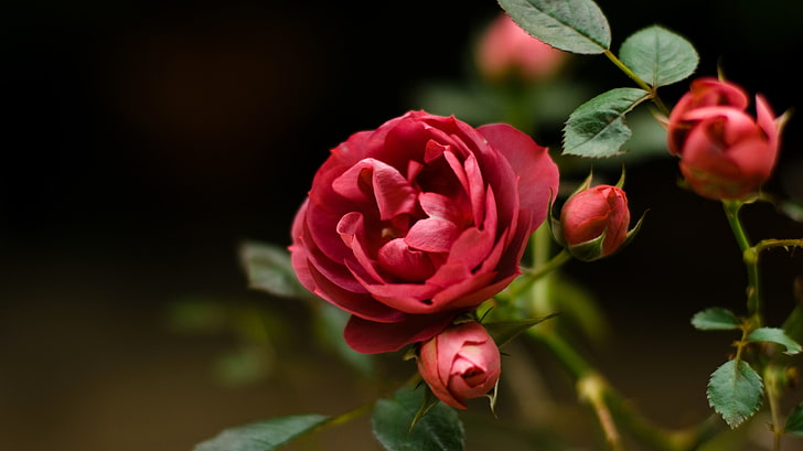 red rose, flowers, plants, flowering plant, beauty in nature