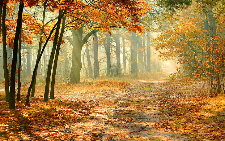 landscape, forest, fall, dirt road, orange, fallen leaves, sun rays, HD wallpaper