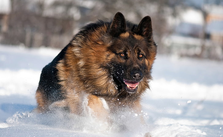 German Shepherd Running In Snow, adult black and tan German shepherd