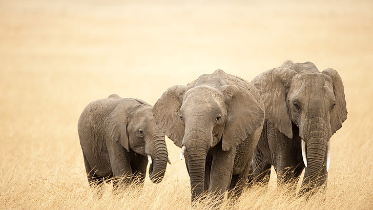 nature, elephant, animals, animal themes, animals in the wild, HD wallpaper