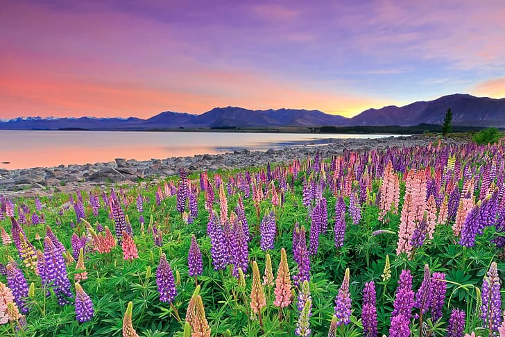flowers, mountains, lake, New Zealand, Lake Tekapo, lupins, HD wallpaper