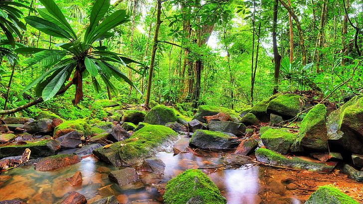 vegetation, nature, water, jungle, creek, forest, stream, madagascar, HD wallpaper