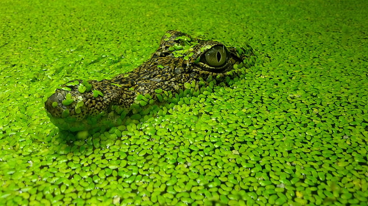 animals, crocodiles, plants, reptiles, green color, animal themes