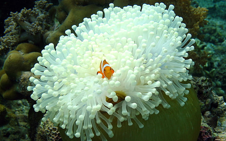 nature, animals, fish, sea anemones, coral, clownfish