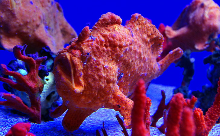 Maui Ocean Center   The Hawaiian Aquarium, orange fish, Animals, HD wallpaper