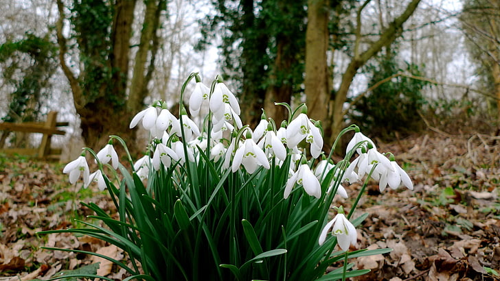 white petaled flowers, snowdrops, grass, spring, nature, plant