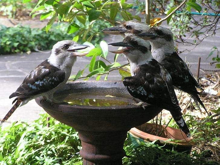 Meeting Place, kookaburras, birds, bird bath, garden, animals, HD wallpaper