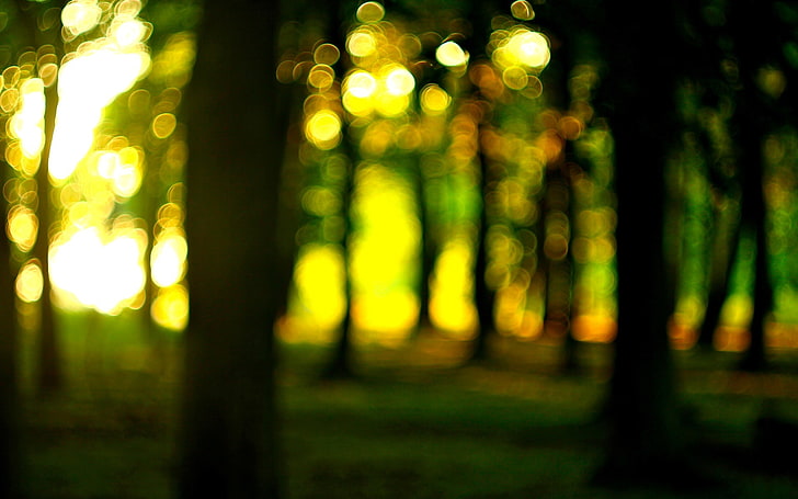 forest, the sun, macro, trees, nature, widescreen, Wallpaper