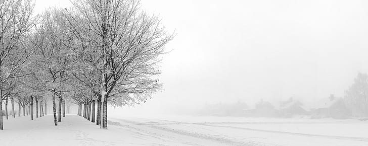 snow weather with trees, Canon EF, mm, f/2, USM, Canon EOS 5D Mark II, HD wallpaper