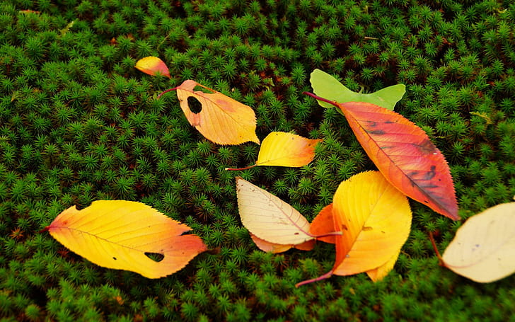 Leaves Autumn Fall Nature Moss Seasons Colors Photo Background, yellow and red leaves