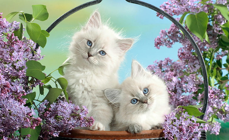 HD wallpaper: Beautiful Burmese Kittens, two long-haired Siamese cats,  Animals | Wallpaper Flare