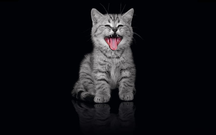 kitty, grey, black background, pussy, meow