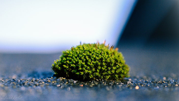 green leafed plant, moss, macro, selective focus, green color
