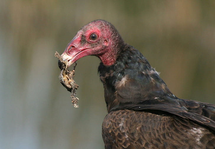 You Made Me Blush, vulture, prey, eating, animals, HD wallpaper