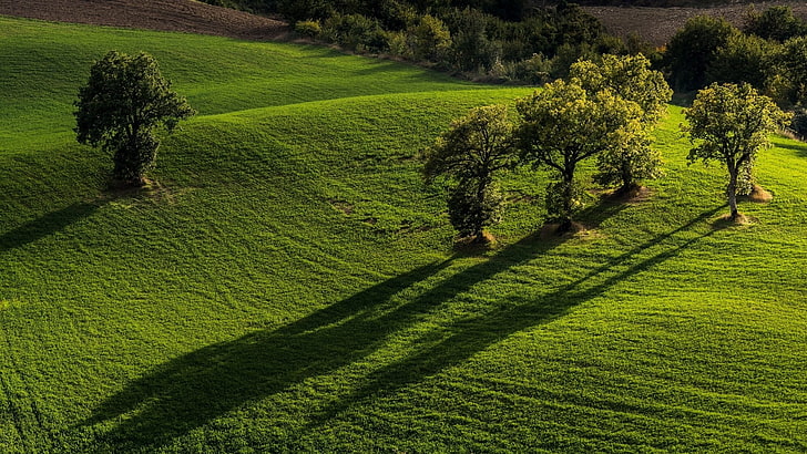 green grass field with trees, nature, landscape, hills, sunlight, HD wallpaper