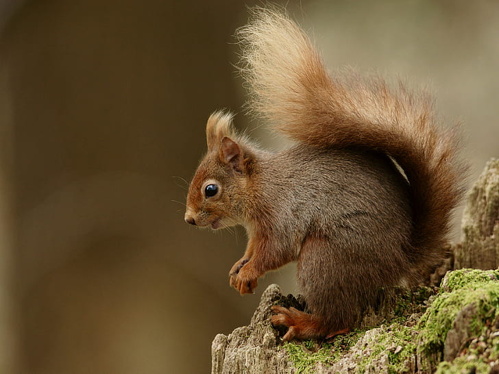 brown squirrel on tree trunk, rodent, animal, nature, mammal, HD wallpaper