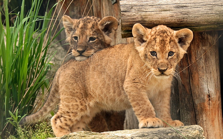 two tiger cubs, baby, kids, lion, lion - Feline, undomesticated Cat, HD wallpaper