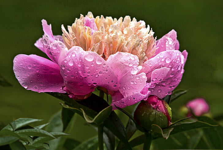 pink and orange flower, wet, peony, bokeh, seasons, massachusetts