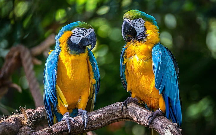 Blue-and-yellow macaw, yellow blue green parrots, couple, birds