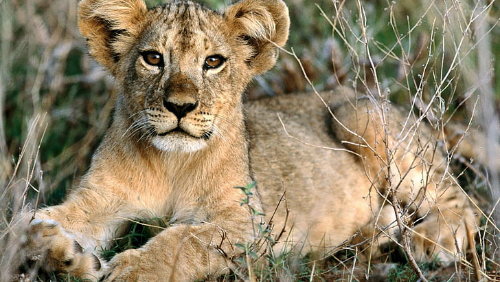 lion cub, animals, baby animals, animal themes, animal wildlife, HD wallpaper