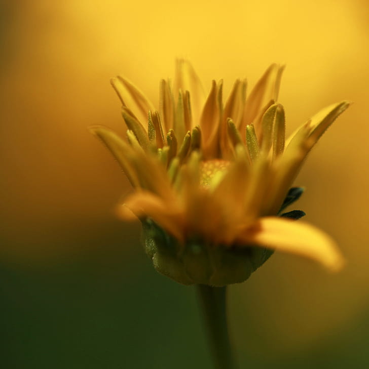 photo of yellow sunflower, halcyon days, gold, macro, light, bright