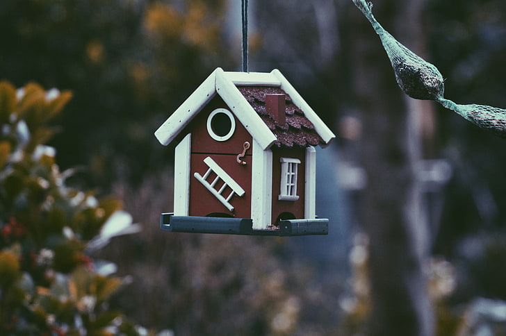 maroon and white wooden birdhouse, feeder, wood - Material, nature, HD wallpaper