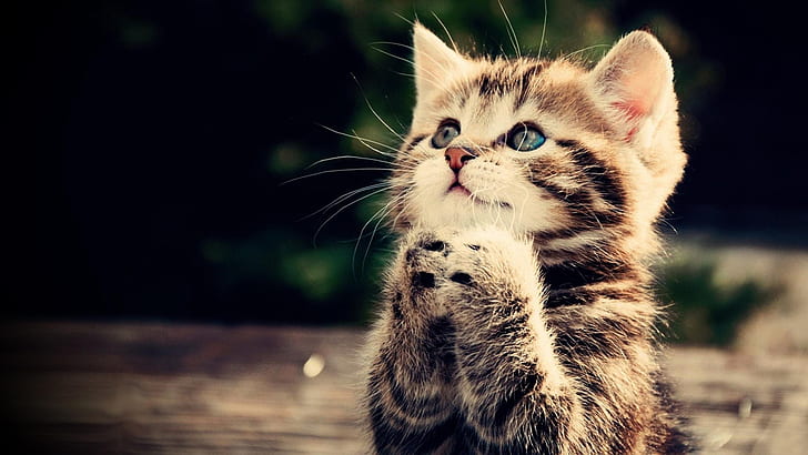 Prayer, kitten, cat, animal, cute, brown tabby kitten, HD wallpaper