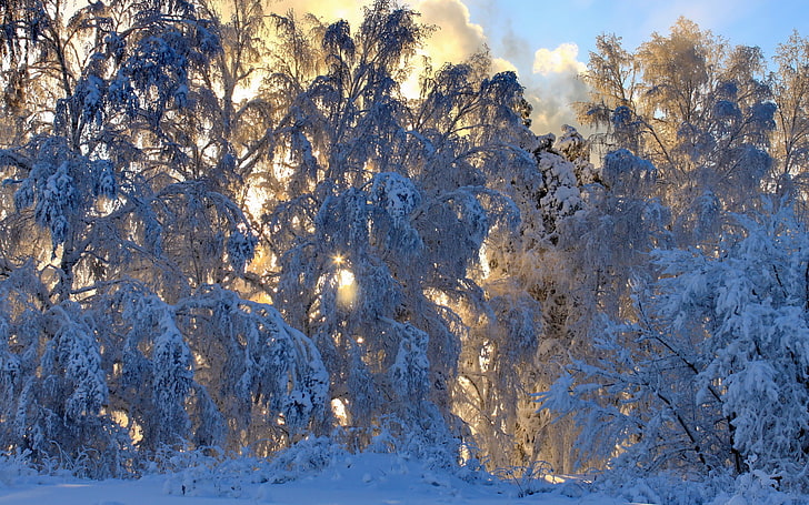 winter, snow, trees, frost, dappled sunlight, cold temperature
