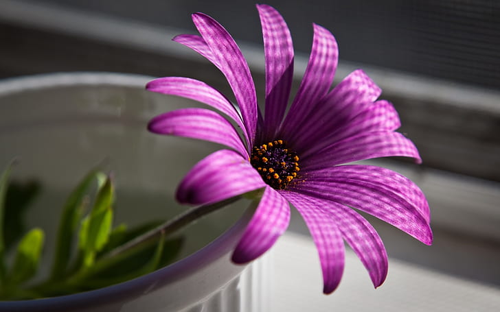 Superb Purple Flower HD wallpaper