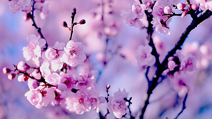cherry blossom  computer  download, flower, plant, pink color, HD wallpaper