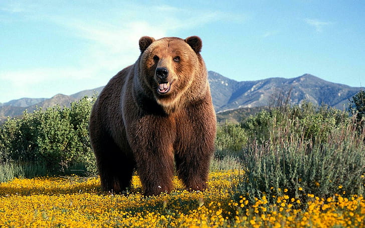 Amazing Grizzly, wild, bear, animals, HD wallpaper