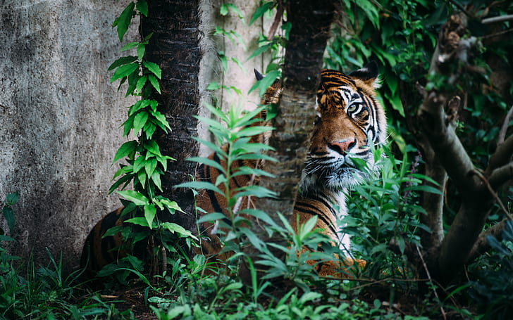 HD wallpaper: Tiger Jungle HD, animals | Wallpaper Flare