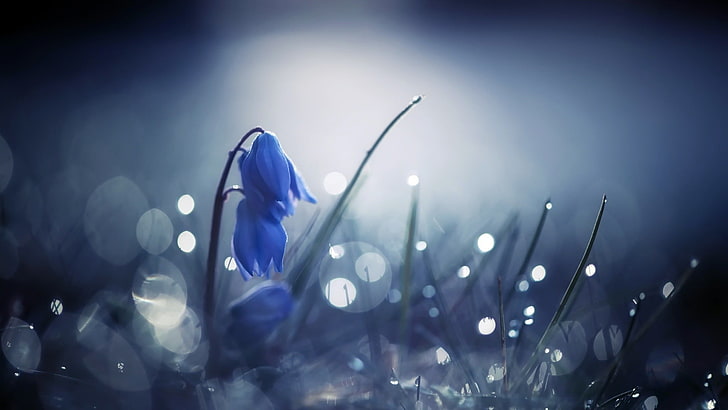 blue Siberian squill flowers, blue flower in tilt shift lens photo, HD wallpaper