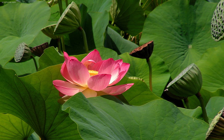 pink and white petaled flower, lily, leaves, petals, nature, lotus Water Lily, HD wallpaper