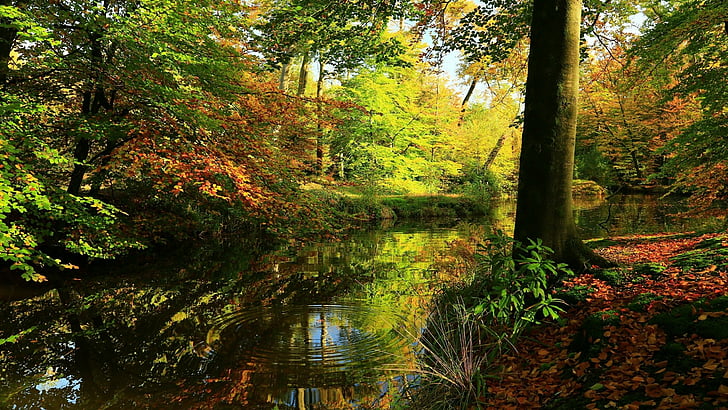 reflection, nature, water, woodland, canal, vegetation, river, HD wallpaper
