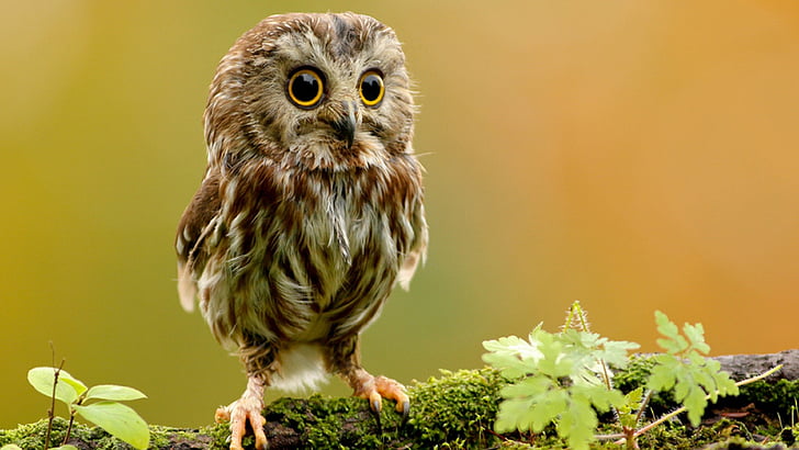 owl, bird, fauna, wildlife, beak, close up, face, eyes, animal